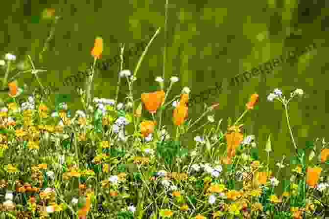 A Field Of Wildflowers In Bloom Seasonal Songs For Southern Ontario