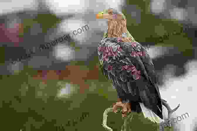 A Graceful White Tailed Eagle Perched On A Rock Overlooking The Sea. Steller S Sea Eagle / White Tailed Eagle