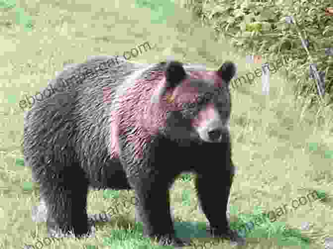 A Grizzly Bear Stands In Front Of A House Driveway In Alaska. The Grizzly In The Driveway: The Return Of Bears To A Crowded American West