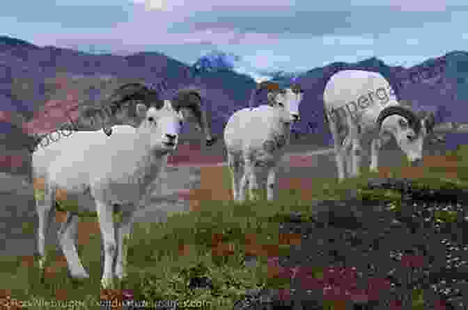 A Group Of Dall Sheep Graze On A Hillside In Denali National Park The Only Kayak: A Journey Into The Heart Of Alaska