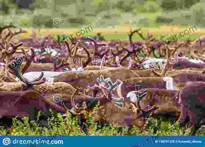 A Group Of Reindeer Grazing On The Tundra In The Lena Delta In The Lena Delta