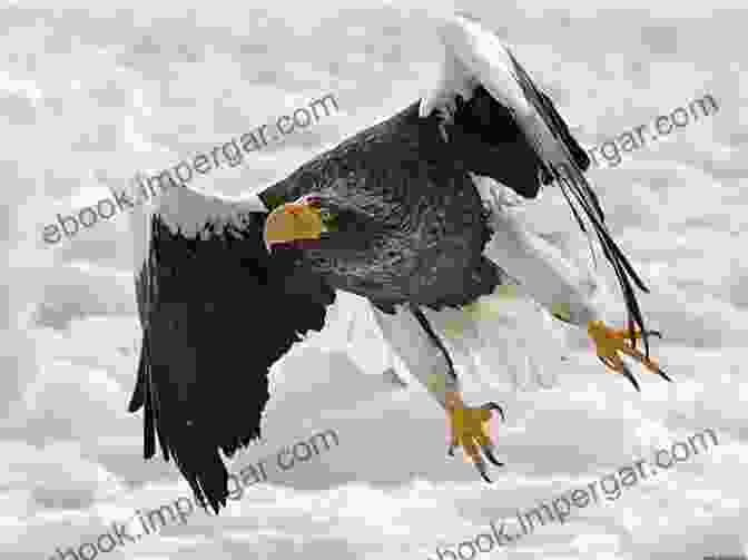 A Majestic Steller Sea Eagle Soaring Above The Ocean. Steller S Sea Eagle / White Tailed Eagle