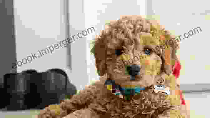 A Miniature Goldendoodle Engaged In A Training Session, Demonstrating Their Intelligence And Eagerness To Learn The Complete Guide To Miniature Goldendoodles: Learn Everything About Finding Training Feeding Socializing Housebreaking And Loving Your New Miniature Goldendoodle Puppy