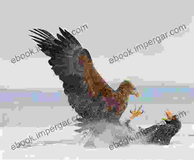 A Steller Sea Eagle And White Tailed Eagle Being Monitored By Conservationists. Steller S Sea Eagle / White Tailed Eagle