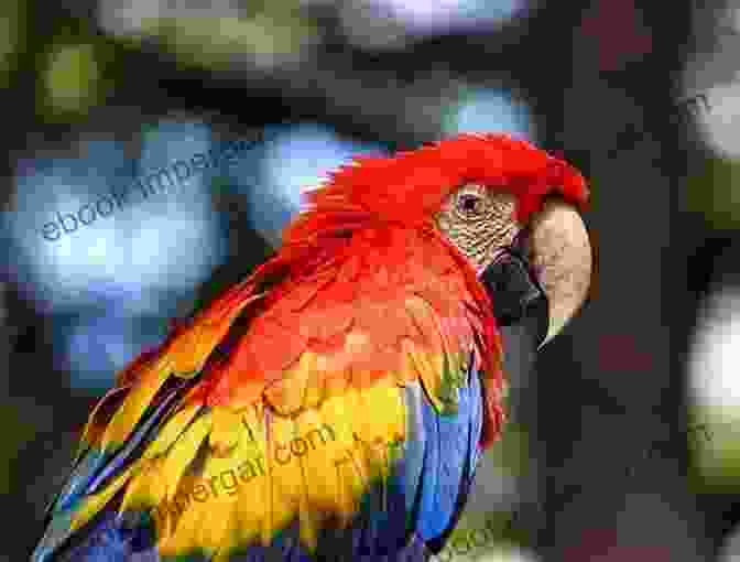 A Vibrant Parrot With Colorful Plumage Birds And Animals Of Southern Indiana: With Some Spectacular Birds Kept In Captivity