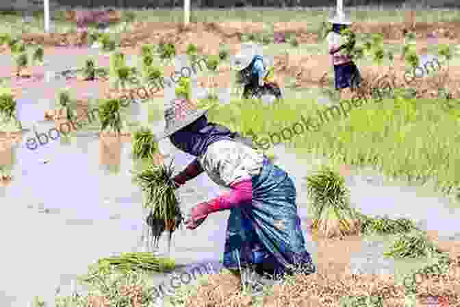 A Vietnamese Woman Working In A Rice Field Viet Nam Beautiful Girls 35 (Viet Nam Beautiful Girls Vol 1)