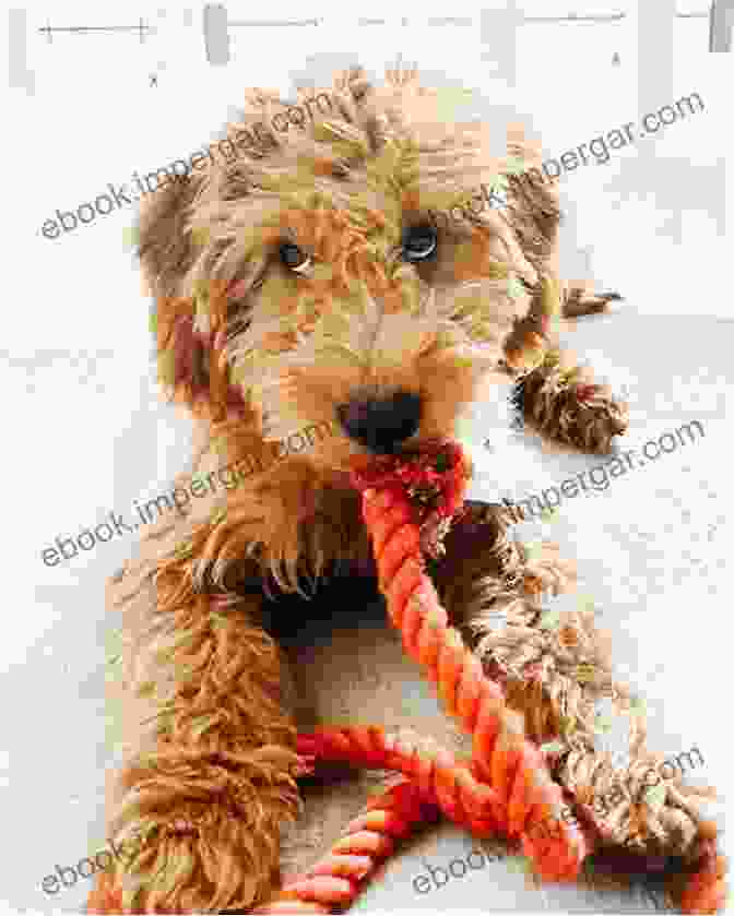 An Adorable Miniature Goldendoodle Puppy With Fluffy Fur And Playful Eyes The Complete Guide To Miniature Goldendoodles: Learn Everything About Finding Training Feeding Socializing Housebreaking And Loving Your New Miniature Goldendoodle Puppy