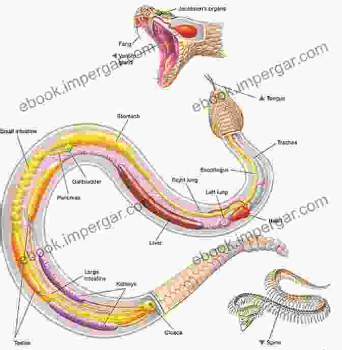 An Anatomical Examination Of Reptilian Physiology KALASK: The Reptilian Question