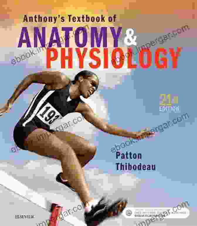 Detailed Anatomical Illustration From Anthony Textbook Of Anatomy Physiology Anthony S Textbook Of Anatomy Physiology E