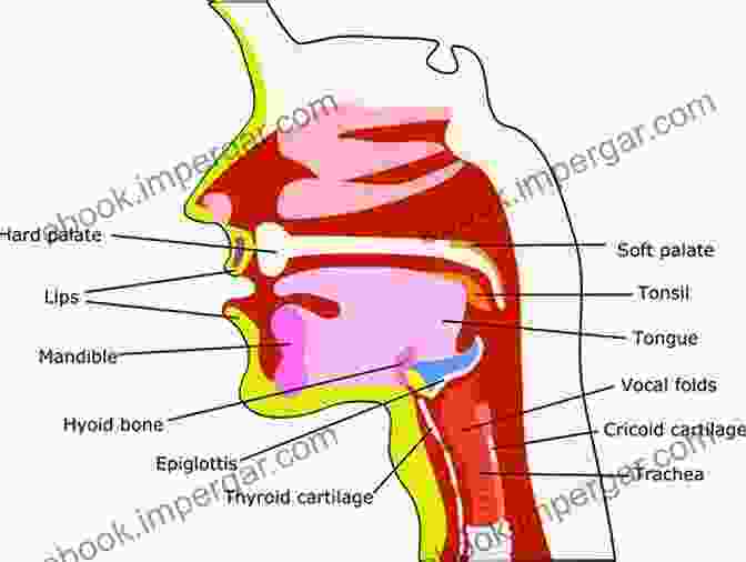 Detailed Diagram Of The Anatomy Of The Swallowing Apparatus Clinical Anatomy Physiology Of The Swallow Mechanism