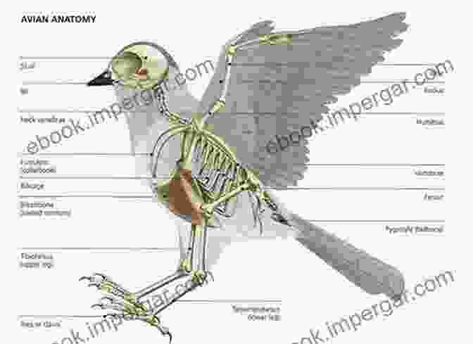 Detailed Illustration Of Bird Anatomy What Is A Bird?: An Exploration Of Anatomy Physiology Behavior And Ecology