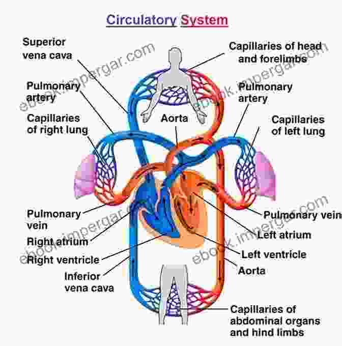 Diagram Of The Cardiovascular System Erzouki S Medical Physiology (Volume Two)