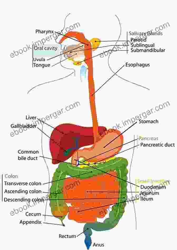 Diagram Of The Gastrointestinal System Erzouki S Medical Physiology (Volume Two)