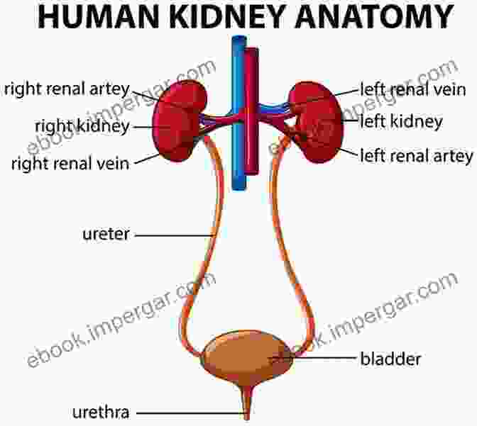 Diagram Of The Renal System Erzouki S Medical Physiology (Volume Two)