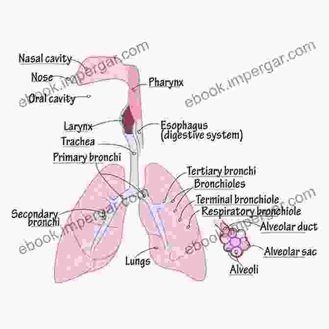 Diagram Of The Respiratory System Erzouki S Medical Physiology (Volume Two)