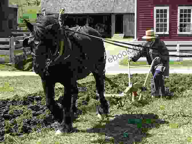 Farmers Plowing A Field With A Mule Drawn Plow Eastern North Carolina Farming (Images Of America)