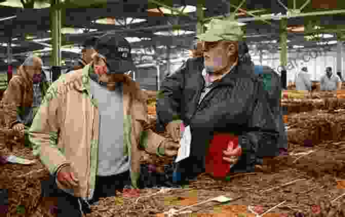 Farmers Selling Tobacco At Auction Eastern North Carolina Farming (Images Of America)