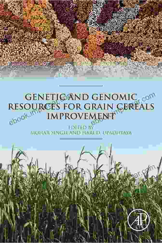 Genetic And Genomic Resources Of Grain Legume Improvement Book Cover Genetic And Genomic Resources Of Grain Legume Improvement: 11 Grass Pea