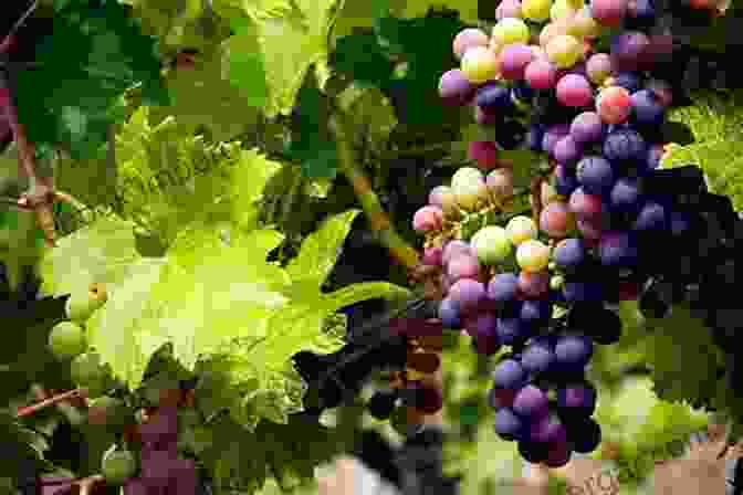 Grapes Ripening On The Vine In A Vineyard Wine Essentials With A Personal Touch: Everything You Need To Know About Wine Making