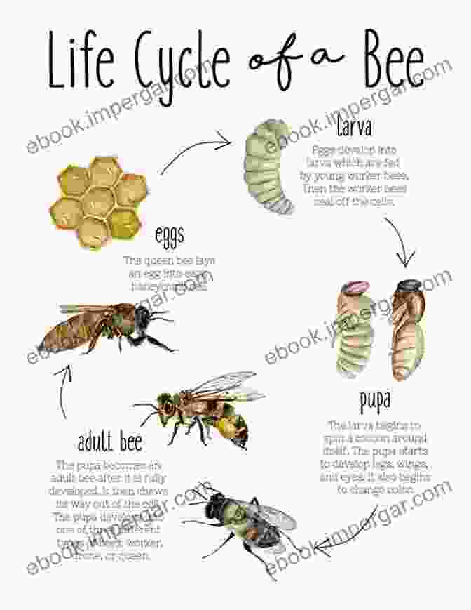 Honeybee Anatomy And Life Cycle Beekeeping For Beginners: A Step By Step Guide To The Fundamentals Of Modern Beekeeping