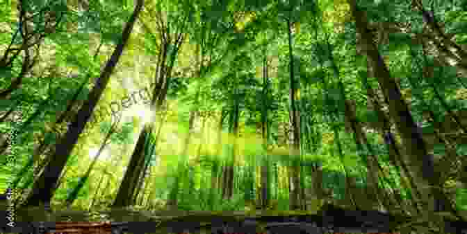 Image Of A Lush Forest With Sunlight Streaming Through The Canopy, Highlighting The Importance Of Environmental Conservation. Going Vegan Kevin Jones