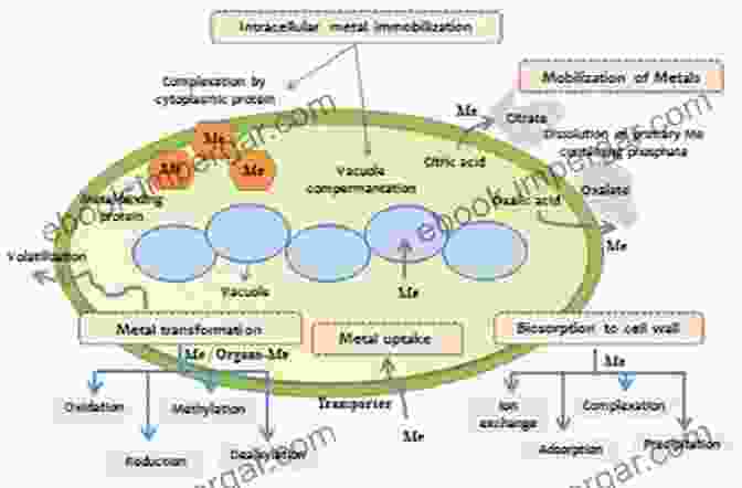 Interactions Of Fungi With Metal Ions In The Environment Metal Ions In Fungi Kevin Handreck