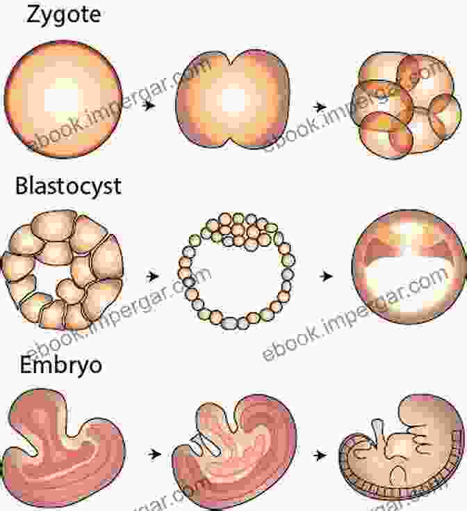 Intricate Illustrations Depicting Embryonic Development, Showcasing The Formation Of The Zygote, Gastrulation, Organogenesis, And Fetal Circulation Motility In Osteopathy: An Embryology Based Concept