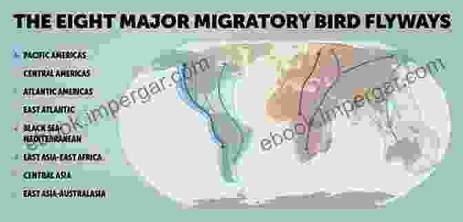 Map Showcasing Global Bird Migration Patterns What Is A Bird?: An Exploration Of Anatomy Physiology Behavior And Ecology