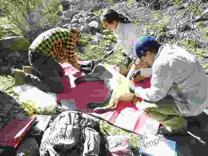 Researcher Tracking A Cougar In Its Natural Habitat Cougar: Ecology And Conservation