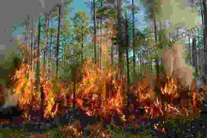 Scientists Conducting Research In A Burned Forest Fire Ecology And Management: Past Present And Future Of US Forested Ecosystems (Managing Forest Ecosystems 39)