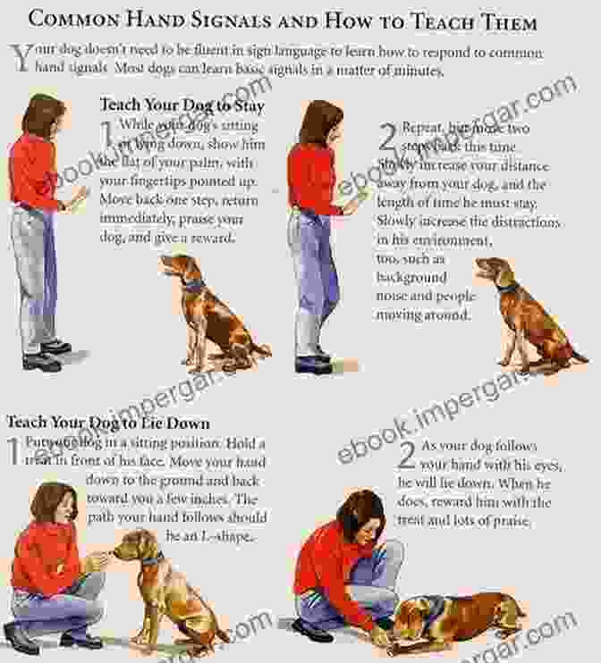 Step By Step Training Instructions For Dog Owners Puppy Training 101: Everything You Need To Train Your Dog At Home Including Step By Step Directions Solutions To Common Problems And Suggestions For Your Dog Puppy Training 1)