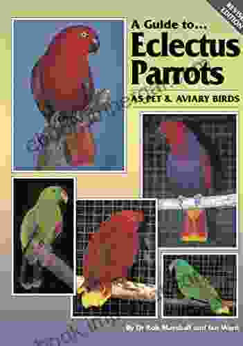 A Guide To Eclectus Parrots As Pet And Aviary Birds